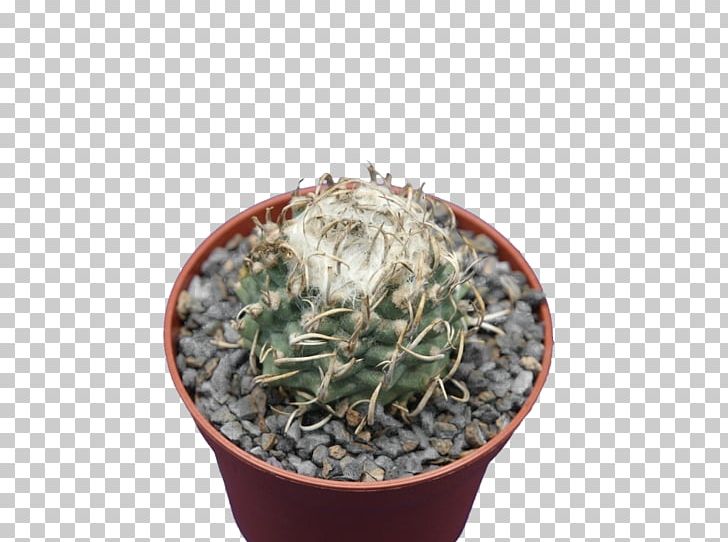 Citroën Cactus M Flowerpot Houseplant PNG, Clipart, Cactus, Caryophyllales, Flowerpot, Houseplant, Others Free PNG Download