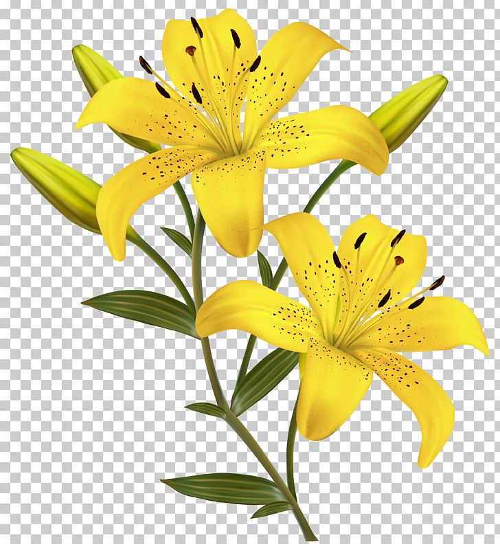 Flower Yellow Easter Lily PNG, Clipart, Arumlily, Calla Lily, Clipart, Clip Art, Color Free PNG Download