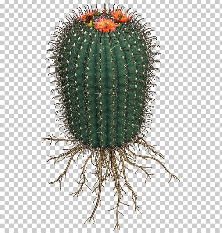 Cactaceae Succulent Plant San Pedro Cactus Flowering Plant PNG, Clipart, Cactaceae, Cactus, Caryophyllales, Coryphantha, Flower Free PNG Download