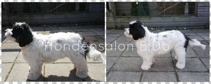 Hondensalon BiDo Goat Nick Donders Landseer Dog PicMonkey PNG, Clipart, Animals, Breed, Collage, Consulting Firm, Cow Goat Family Free PNG Download
