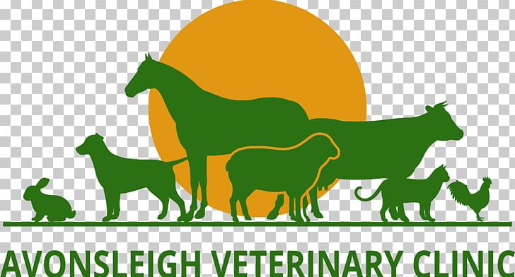 Horse Cat Dog Veterinarian Clinique Vétérinaire PNG, Clipart, Animal, Animals, Carnivoran, Cat, Clinic Free PNG Download