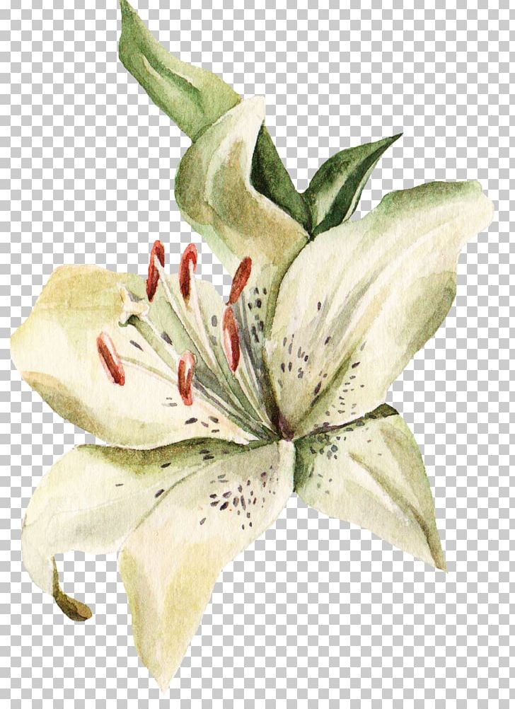 Lilium Visiting Card Flower Blume PNG, Clipart, Cut Flowers, Elegant, Encapsulated Postscript, Flowers, Gift Free PNG Download