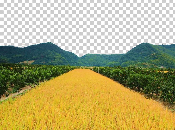Paddy Field Rice PNG, Clipart, Agriculture, Crop, Encapsulated Postscript, Farm, Gold Free PNG Download