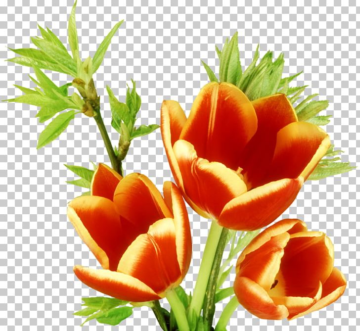 Tulip Flower PNG, Clipart, Cut Flowers, Download, Drawing, Flower, Flowering Plant Free PNG Download