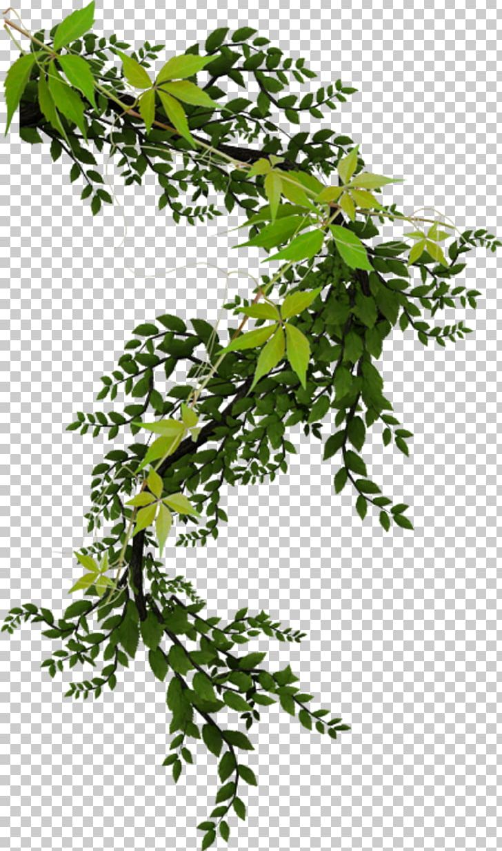 Vine Plant Ivy PNG, Clipart, Branch, Clip Art, Flora, Flower, Flowering Plant Free PNG Download