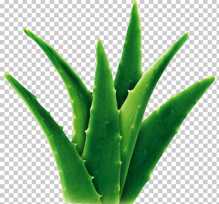 Aloe Vera Extract Succulent Plant Gel Herb PNG, Clipart, Aloe, Aloe Emodin, Aloe Plant, Aloe Vera, Aloe Vera Crush Free PNG Download