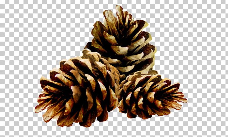 Conifer Cone PNG, Clipart, Avatar, Blog, Clip Art, Computer Icons, Conifer Free PNG Download