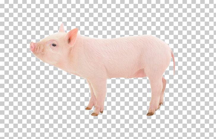 Domestic Pig Stock Photography Swine Influenza Pig Farming PNG, Clipart, Animal, Animal Figure, Domestic Pig, Fauna, Flu Free PNG Download