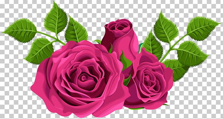 Garden Roses Centifolia Roses PNG, Clipart, Black Rose, Centifolia Roses, Clipart, Cut Flowers, Desktop Wallpaper Free PNG Download