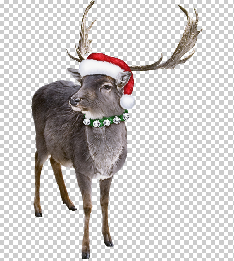 Reindeer PNG, Clipart, Antler, Deer, Elk, Horn, Reindeer Free PNG Download