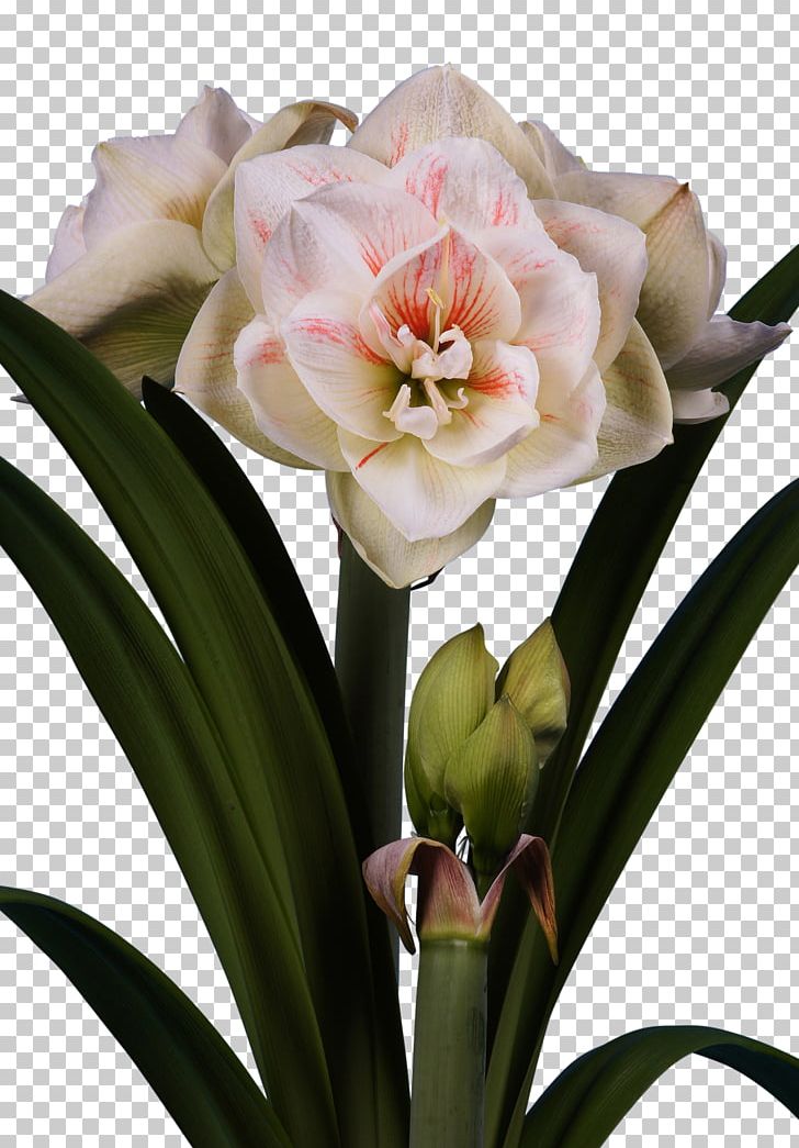 Amaryllis Jersey Lily Bulb Cut Flowers PNG, Clipart, Amaryllis, Amaryllis Belladonna, Amaryllis Family, Bulb, Color Free PNG Download