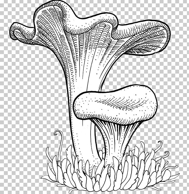 Chanterelle Craterellus Cornucopioides Craterellus Tubaeformis Mushroom Drawing PNG, Clipart, Artwork, Black And White, Boletus Edulis, Calocybe Gambosa, Cantharellus Free PNG Download