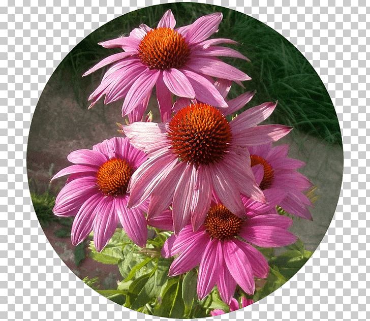 Daisy Family Coneflower Aster Chrysanthemum PNG, Clipart, Annual Plant, Aster, Chrysanthemum, Chrysanths, Common Daisy Free PNG Download