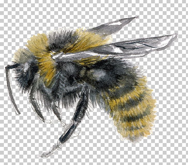 Honey Bee Psithyrus Bombus Campestris Bombus Barbutellus PNG, Clipart, Arthropod, Bee, Behance, Bombus, Bombus Barbutellus Free PNG Download