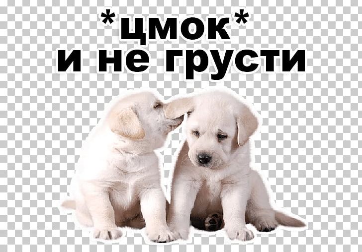 Labrador Retriever Puppy Akbash Dog Pungsan Dog Dog Breed PNG, Clipart, Akbash Dog, Animal, Animals, Carnivoran, Companion Dog Free PNG Download