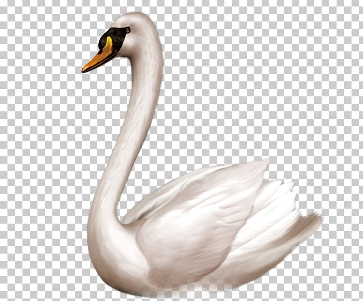 Swan Goose Bird Domestic Goose PNG, Clipart, Animals, Background White, Beak, Bird, Black White Free PNG Download