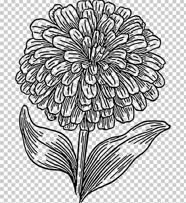 Zinnia Elegans Drawing Black And White PNG, Clipart, Art, Artwork, Black And White, Chrysanths, Cut Flowers Free PNG Download