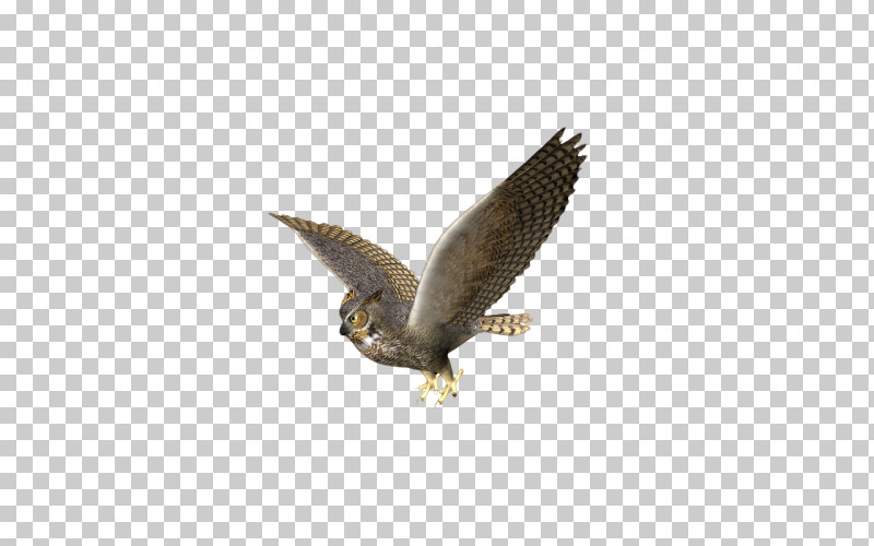 Bird Bird Of Prey Eagle Peregrine Falcon Falcon PNG, Clipart, Accipitridae, Beak, Bird, Bird Of Prey, Coopers Hawk Free PNG Download