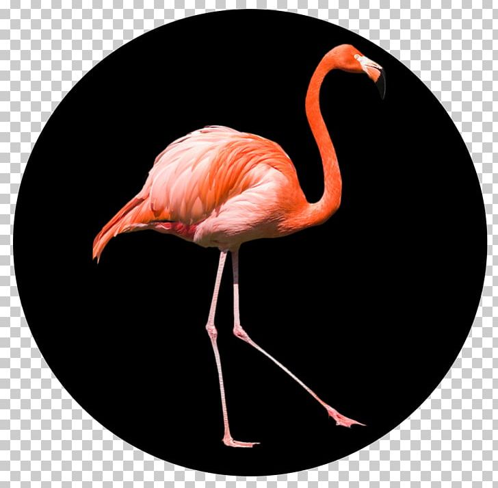 Beak PNG, Clipart, Beak, Bird, Flamingo, Water Bird Free PNG Download