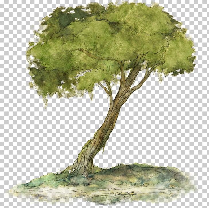 Child Of Light Woody Plant Tree Houseplant PNG, Clipart, Branch, Child, Child Of Light, Food Drinks, Grass Free PNG Download