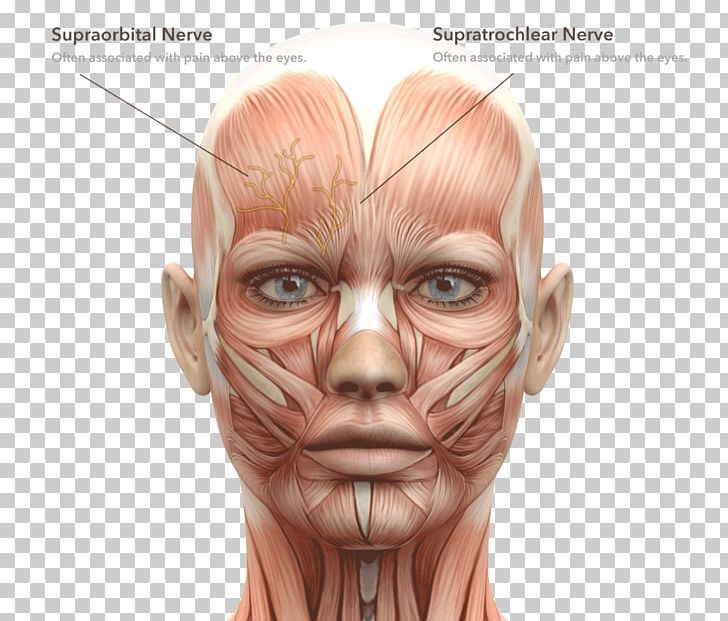 Facial Muscles Face Human Body Head And Neck Anatomy PNG ...
