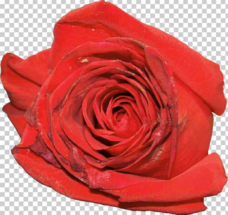 Garden Roses Flower Centifolia Roses PNG, Clipart, Centifolia Roses, Cut Flowers, Floribunda, Flower, Flowering Plant Free PNG Download