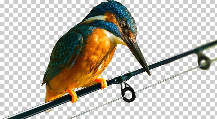 Macaw Responsive Web Design Parakeet Beak Feather PNG, Clipart, Angler, Angling, Animals, Beak, Bird Free PNG Download