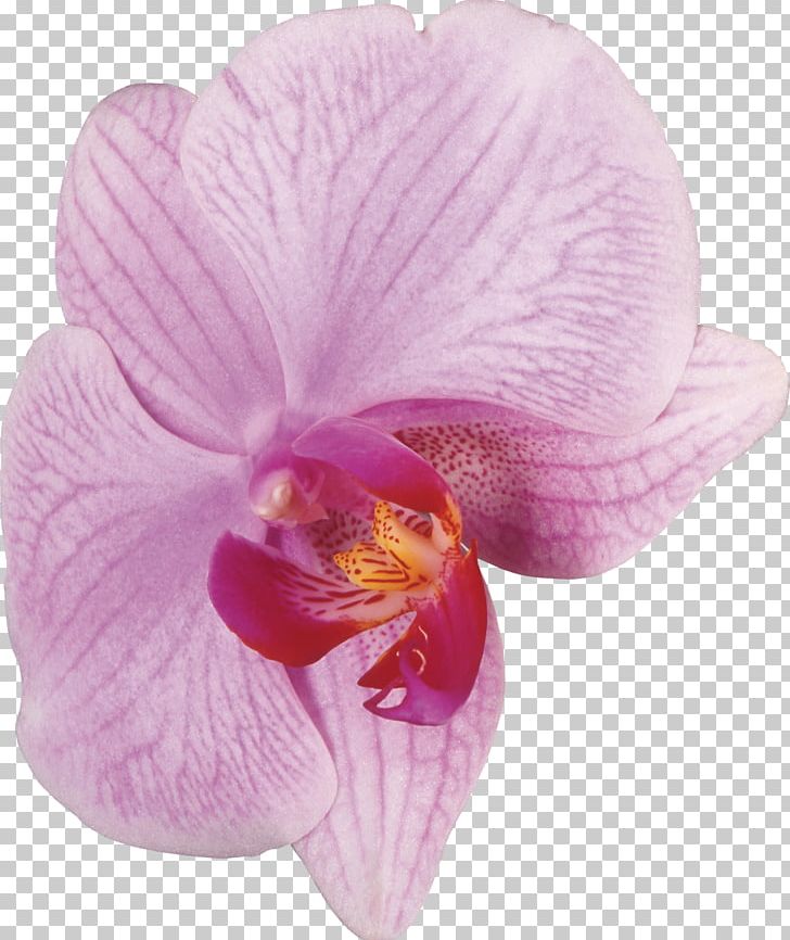 Moth Orchids Cattleya Orchids Violet PNG, Clipart, Cattleya, Cattleya Orchids, Flower, Flowering Plant, Garden Roses Free PNG Download