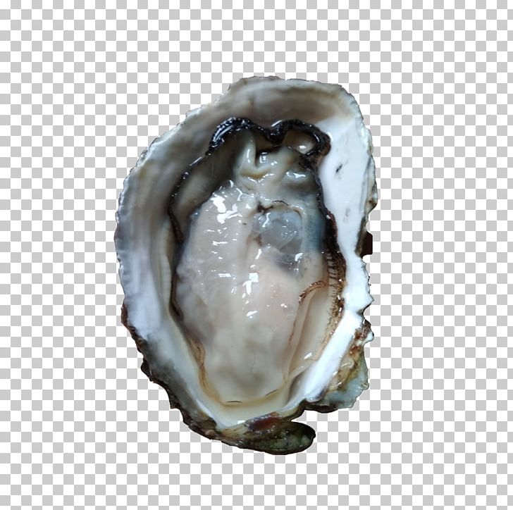 Oyster Seafood Mollusc Shell Euclidean PNG, Clipart, Animal Source Foods, Aquatic, Clams Oysters Mussels And Scallops, Egg Shell, France Free PNG Download
