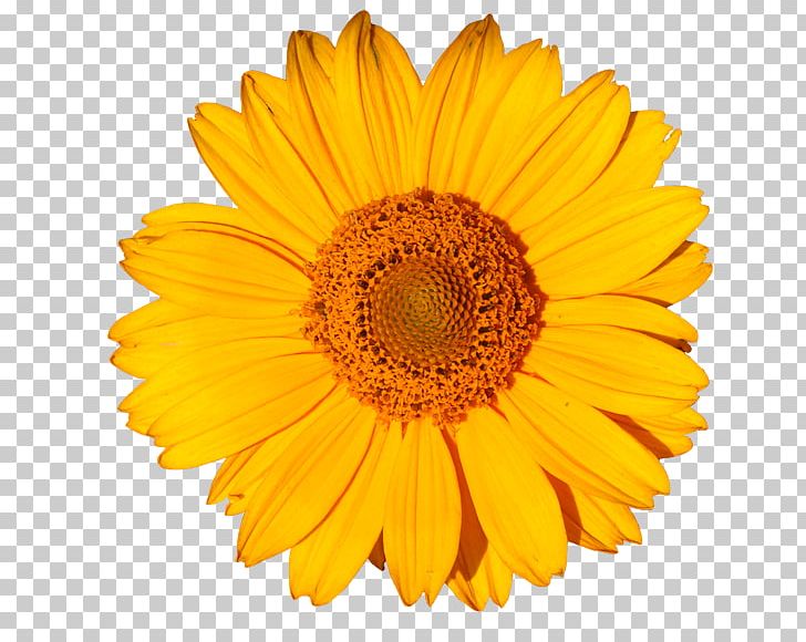 Stock Photography Common Sunflower Yellow Common Daisy PNG, Clipart, Annual Plant, Artificial Flower, Calendula, Chrysanths, Daisy Family Free PNG Download
