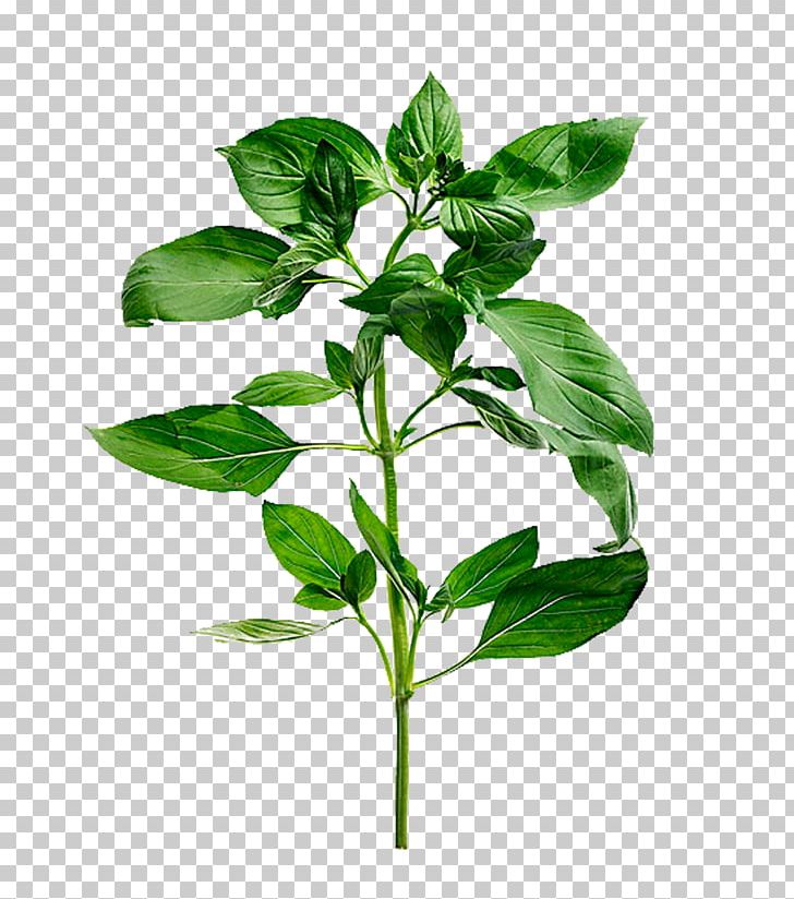 Basil Mediterranean Cuisine Herb Stock Photography Leaf PNG, Clipart, Alamy, Basil, Christmas Tree, Family Tree, Flowerpot Free PNG Download