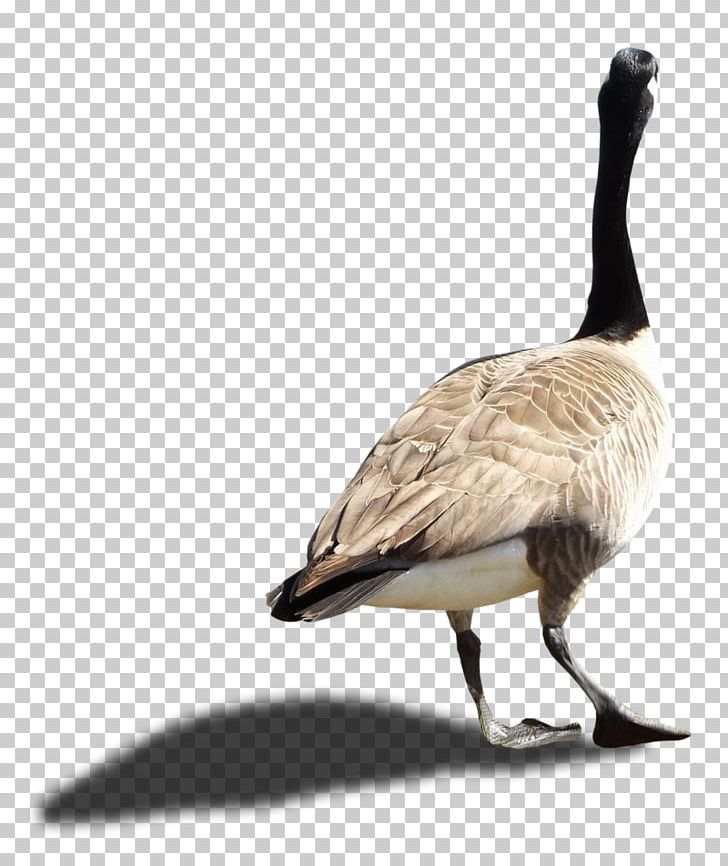 Canada Goose Canada Goose Duck PNG, Clipart, Animals, Beak, Bird, Canada, Canada Goose Free PNG Download