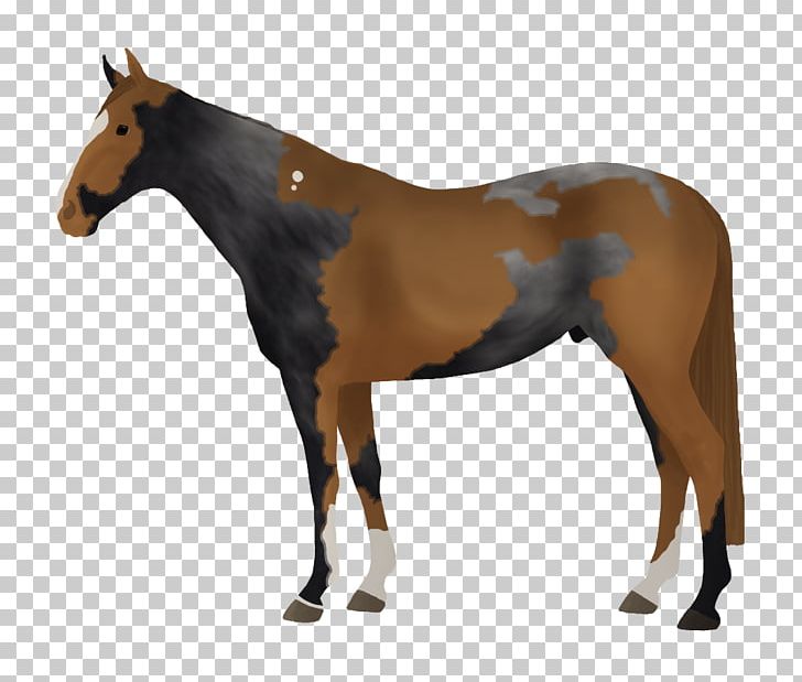 Thoroughbred Stallion Mare Horse Tack Horse Racing PNG, Clipart,  Free PNG Download