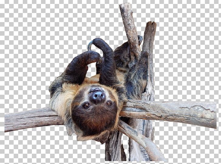 Three-toed Sloth Out Of Africa Wildlife Park Zoo Two-toed Sloth PNG, Clipart, Abc 15, Animal, Bart, Bay Area Rapid Transit, Child Free PNG Download