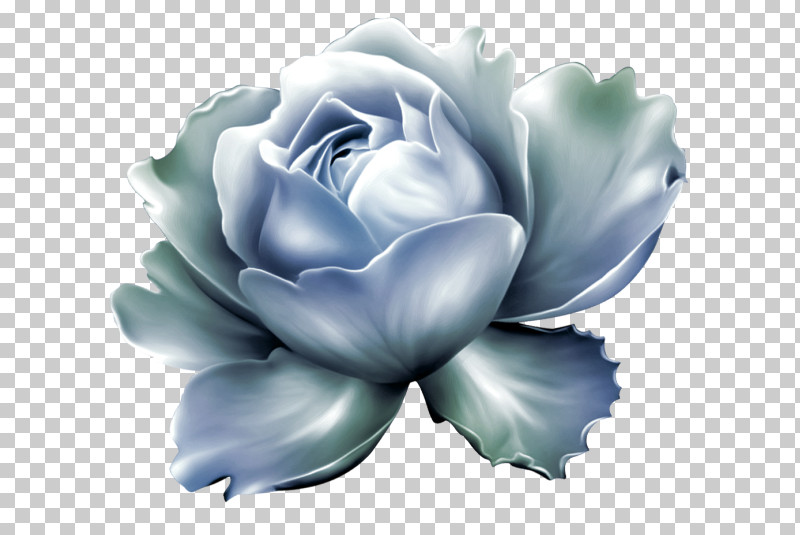 Rose PNG, Clipart, Blue, Echeveria, Flower, Petal, Plant Free PNG Download