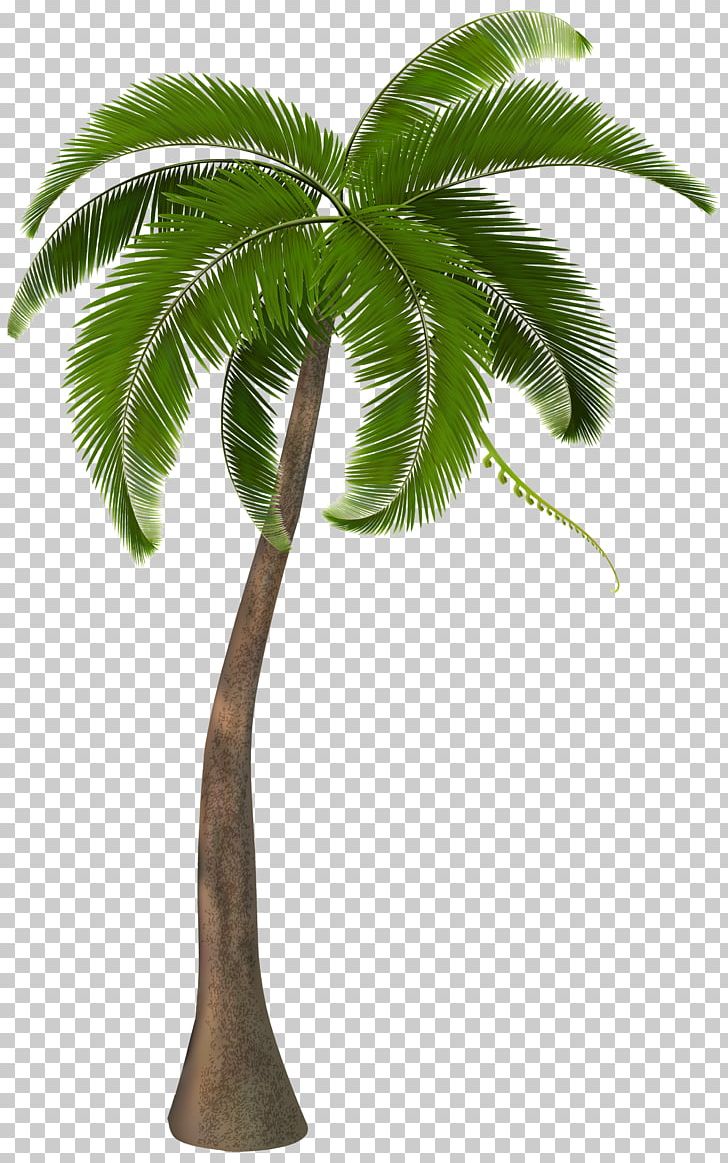 Arecaceae PNG, Clipart, 56 Bars, Album, Arecaceae, Arecales, Babyface Ray Free PNG Download