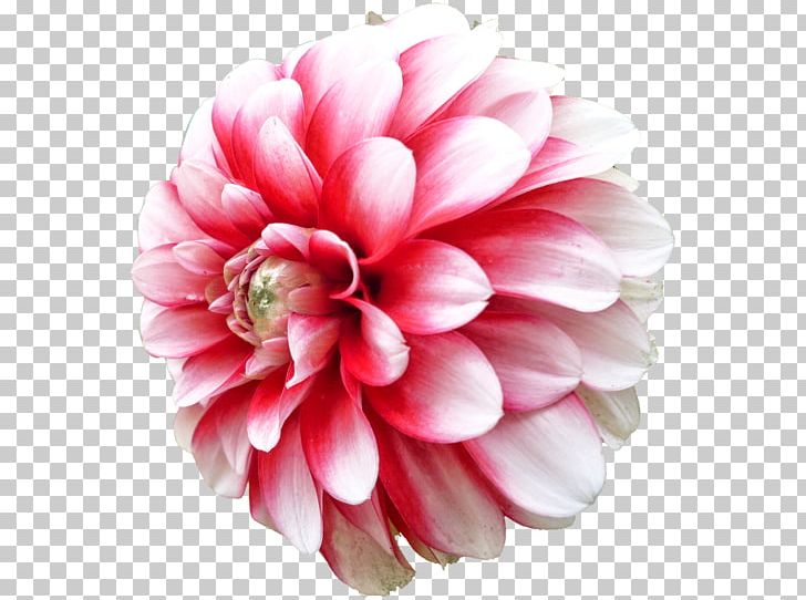 Dahlia Flower PNG, Clipart, Alpha Compositing, Channel, Color, Cut Flowers, Dahlia Free PNG Download
