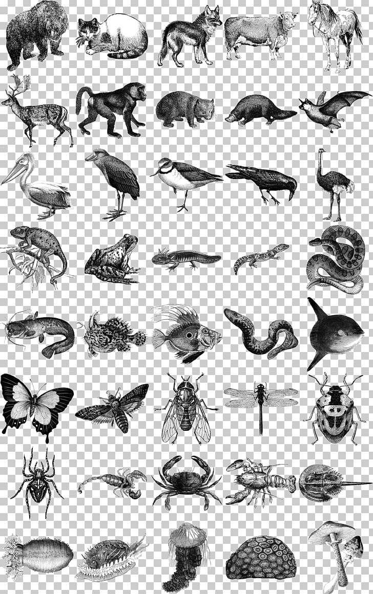 Honey Bee Animals: 1 PNG, Clipart, Animal, Arthropod, Bee, Black And White, Fauna Free PNG Download