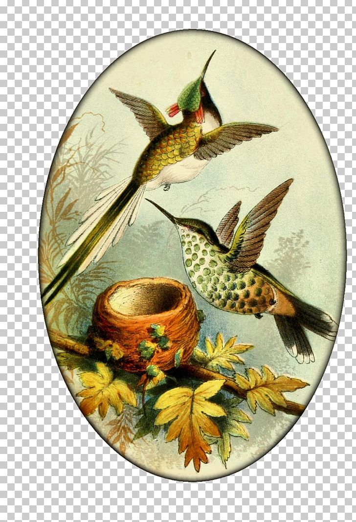 Hummingbird Printing Wall Decal PNG, Clipart, Animals, Beak, Bird, Color, Decor Free PNG Download
