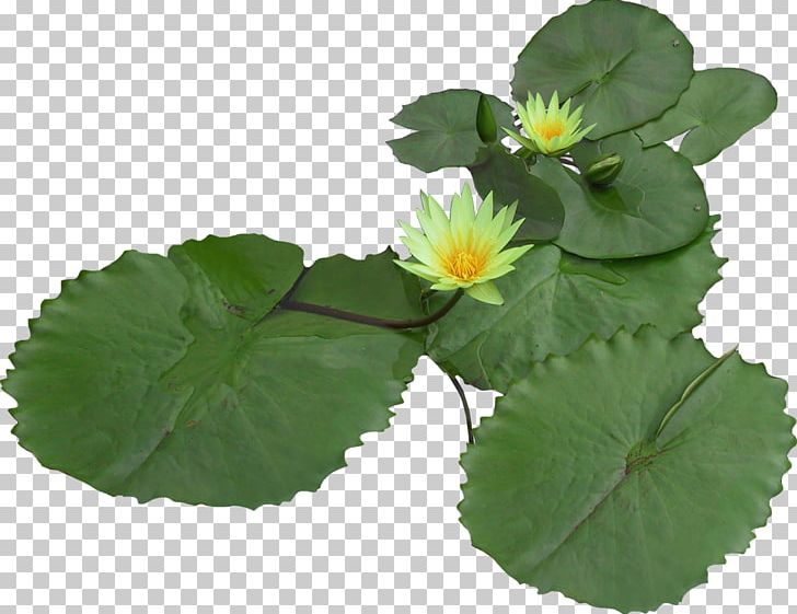 Computer Icons Nelumbo Nucifera PNG, Clipart, Annual Plant, Archive File, Computer Graphics, Computer Icons, Computer Software Free PNG Download