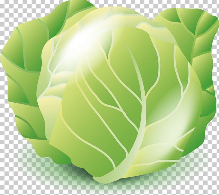 Cabbage Vegetable PNG, Clipart, Brassica Oleracea, Cabbage, Cabbage Cartoon, Cabbage Leaves, Cabbage Vector Free PNG Download