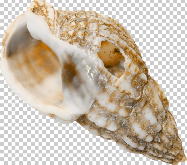 Cockle Sea Snail Conchology Seashell PNG, Clipart, Animals, Author, Beaver, Clam, Clams Oysters Mussels And Scallops Free PNG Download