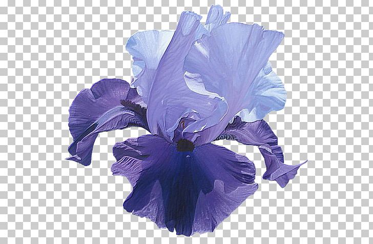 Irises Flower Houshang's Gallery PNG, Clipart, Art, Blue, Cut Flowers, Flower, Flowering Plant Free PNG Download