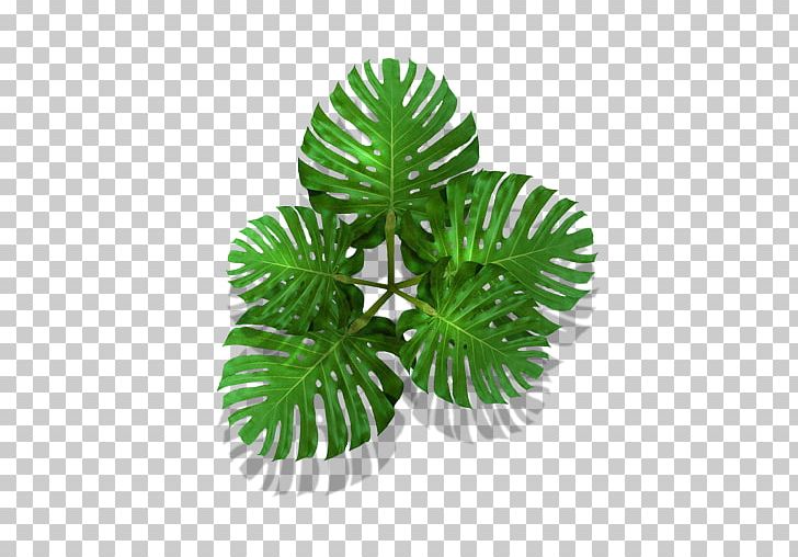 Plant Tree PNG, Clipart, Food Drinks, Monstera, Plant, Tree Free PNG Download