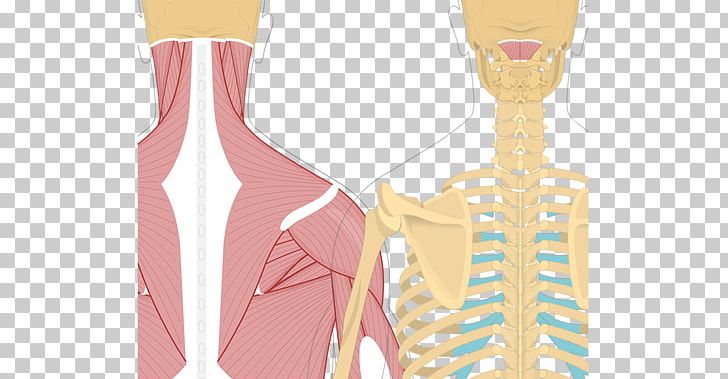 Splenius Capitis Muscle Semispinalis Capitis Splenius Cervicis Muscle Obliquus Capitis Superior Muscle PNG, Clipart, Anatomy, Finger, Miscellaneous, Others, Posterior Free PNG Download