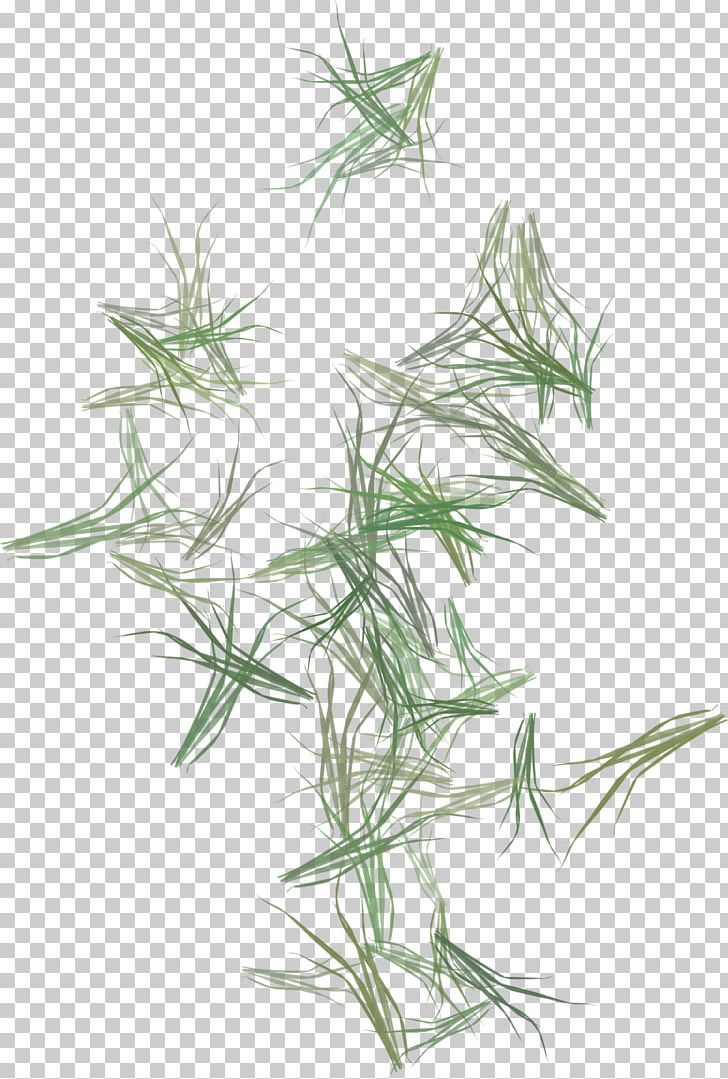 Herbaceous Plant Plant Stem Grassland PNG, Clipart, Animal, Bamboo, Calendar, Flower, Grass Free PNG Download