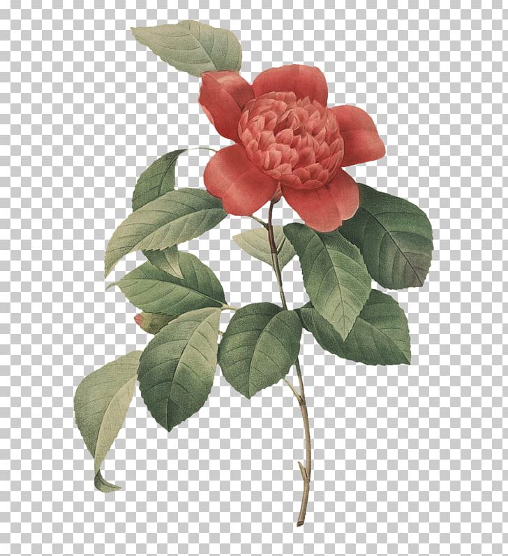 Photography Art Botanical Illustration PNG, Clipart, Art, Botani, Camellia, Cut Flowers, Engraving Free PNG Download
