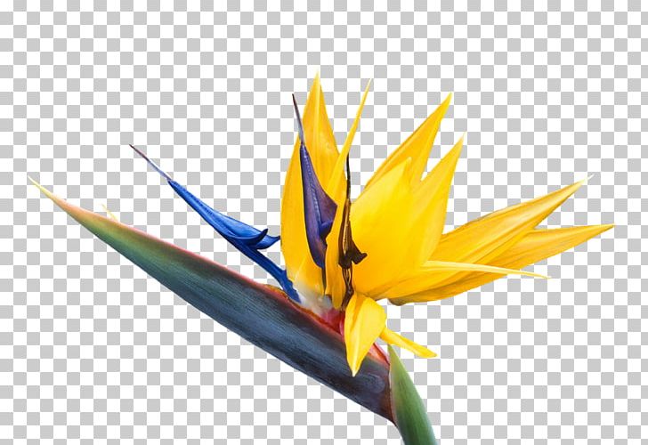 Bird Of Paradise Flower Bird Of Paradise Flower PNG, Clipart, Animals, Bird, Birdofparadise, Bird Of Paradise Flower, Closeup Free PNG Download