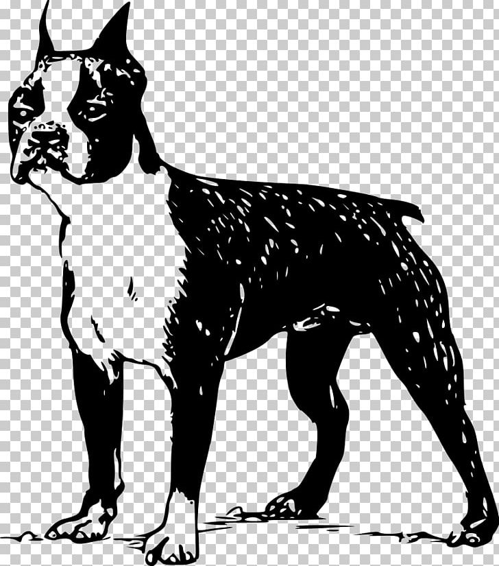 Boston Terrier French Bulldog Puppy PNG, Clipart, Bla, Boston Terrier, Bulldog, Bull Terrier Cartoon, Carnivoran Free PNG Download