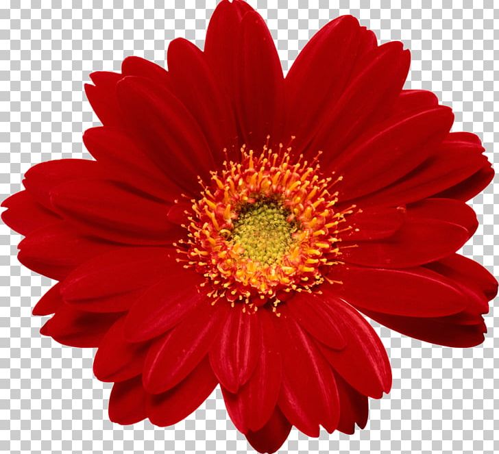 Flower Floristry PNG, Clipart, Annual Plant, Blanket Flowers, Chrysanths, Cut Flowers, Daisy Free PNG Download